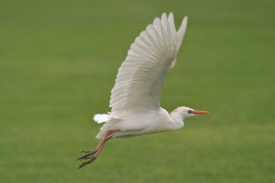 Cattle egret