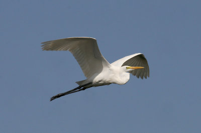 Great white egret