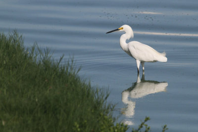 Snowy egret