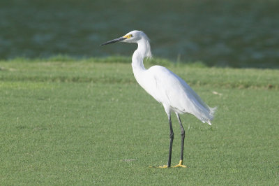 Snowy egret