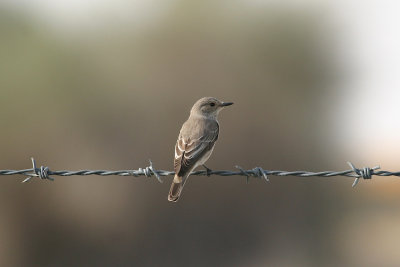 Spotted flycatcher