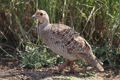 Grey francolin