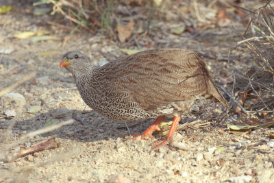 Natal francolin