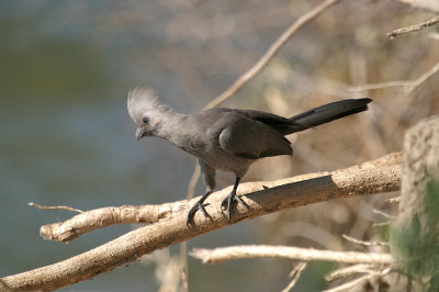 Grey go-away bird
