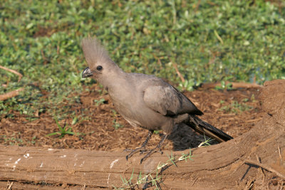 Grey go-away bird