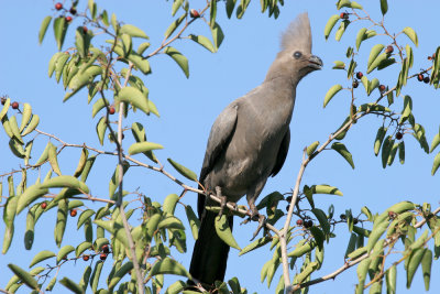 Grey go-away bird