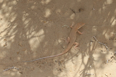 Schmidt's fringe-toed lizard