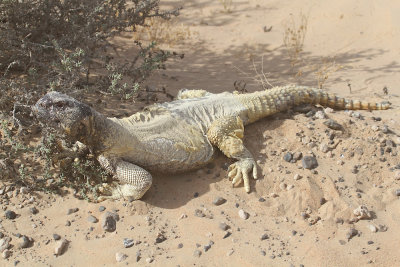 Spiny-tailed lizard