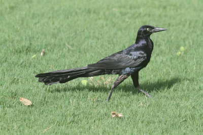 Great-tailed grackle