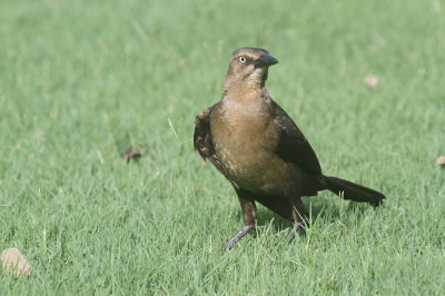 Great-tailed grackle