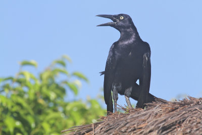 Great-tailed grackle