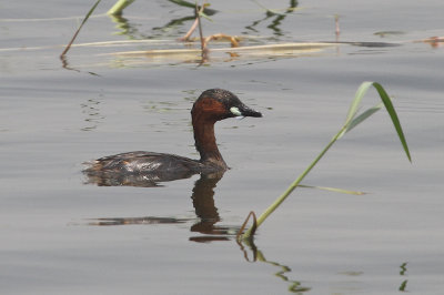 Litle grebe