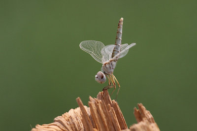 Black pennant