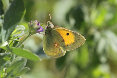 African emigrant