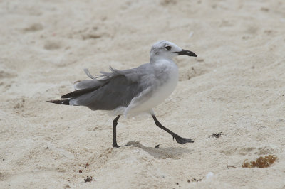 Laughing gull