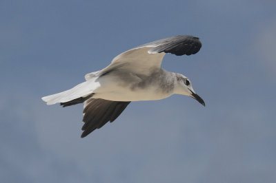Laughing gull