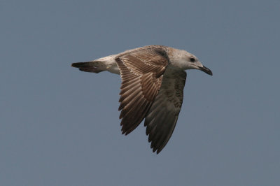 Lesser black-backed gull