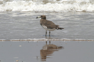 Sooty gull