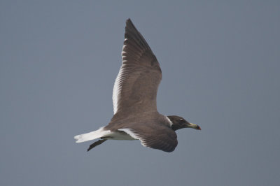 Sooty gull