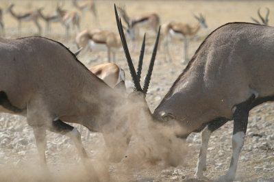 Gemsbok
