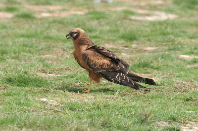 Montagu's harrier