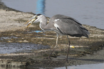 Grey heron