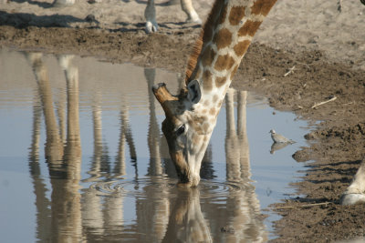 Giraffe