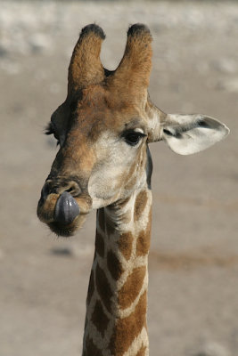 Giraffe