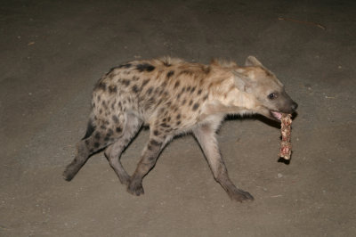 Hyenas (1)
