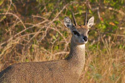 Klipspringer