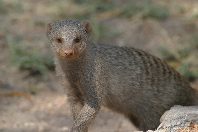 Mongooses (2)