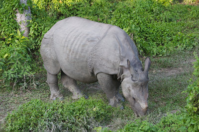 Indian rhinocer0s