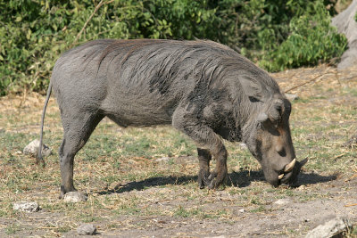 Warthog