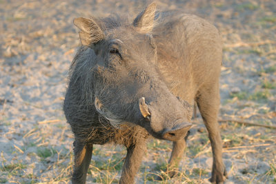 Warthog