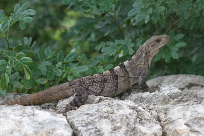 Common iguana