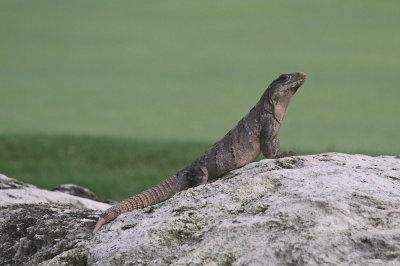 Common iguana