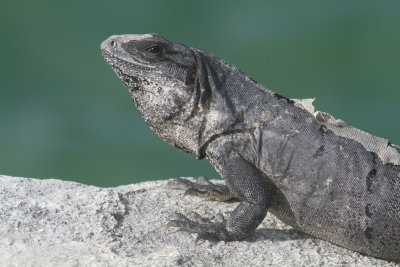 Common iguana