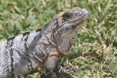 Common iguana