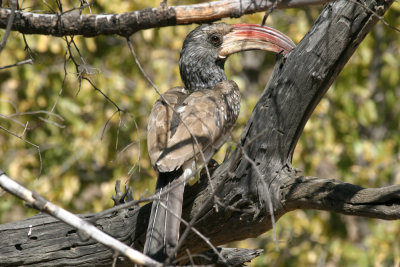 Monteiro's hornbill