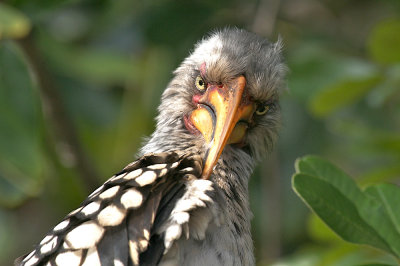 Southern yellow-billed hornbill