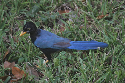 Yucutan jay