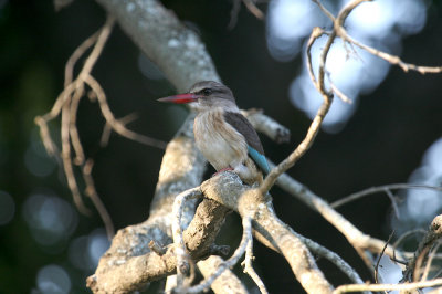 Brown-hooded kingfisher