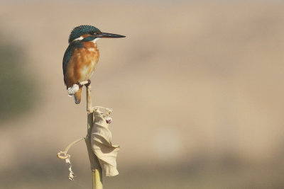 Comon kingfisher