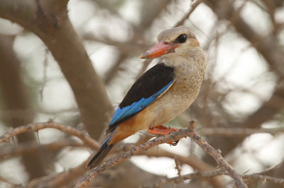 Grey-headed kingfisher