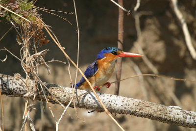 Malachite kingfisher