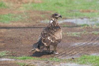 Black kite