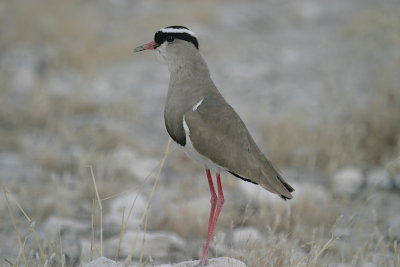 Crowned lapwing