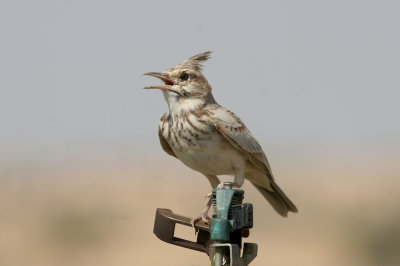 Crested lark
