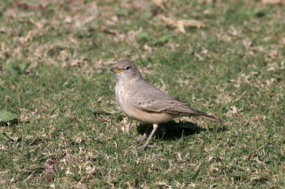 Desert lark