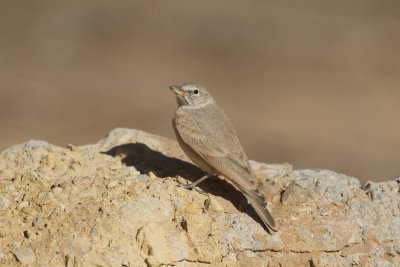 Desert lark